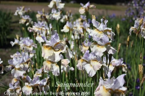 Salamander Crossing 3